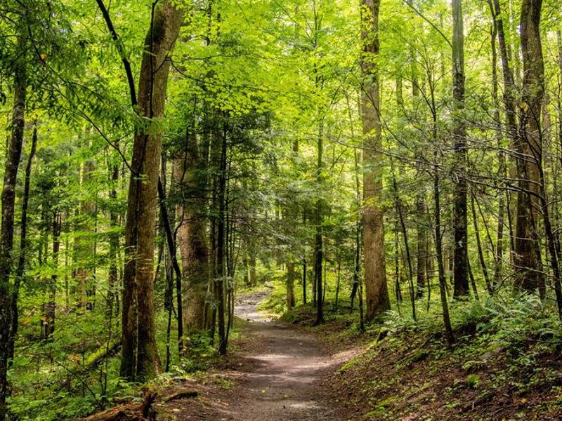 Connector trail from hiker parking. Connects to Nature trail, Lower Mount Cammerer, Low Gap and the AT.  
