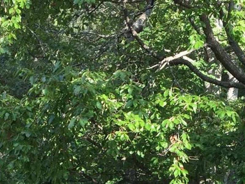 Chilhowee Group Camp