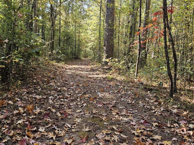 Davis Lake small trail