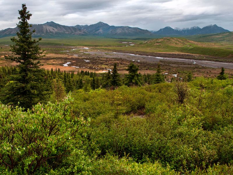 The view to the south of Savage River Campground, looking toward the Alaska Range