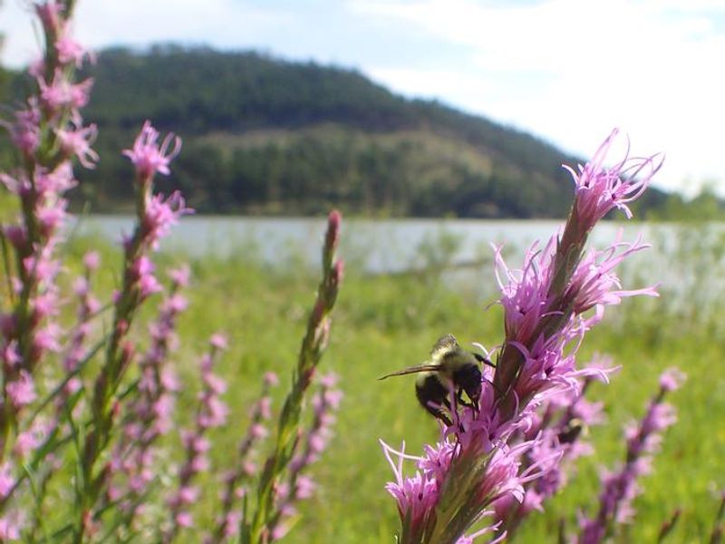 Sheridan Lake North Group Campground