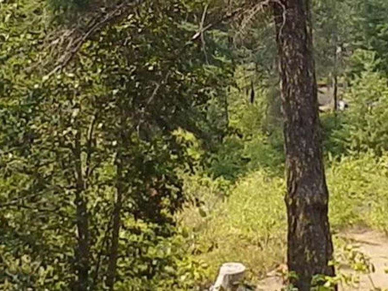 Pine Needle Group Site scenery.