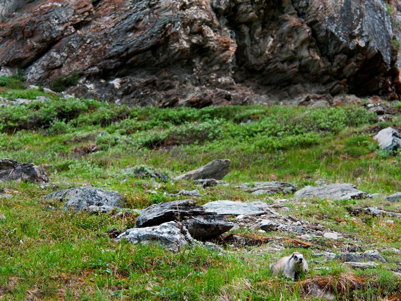 Savage River Canyon is about a mile away from Savage River Campground, and can be a great spot to look for wildlife.