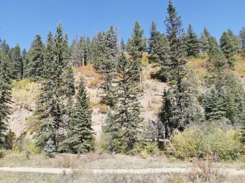 
Hillside with fall foliage.