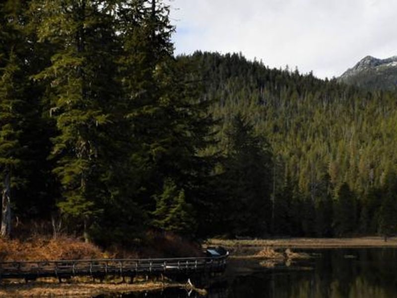 Balls Lake shoreline at Eagles Nest Campground.