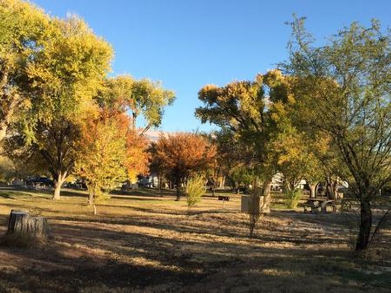 A view of the trees at Rio Grande Village Campground