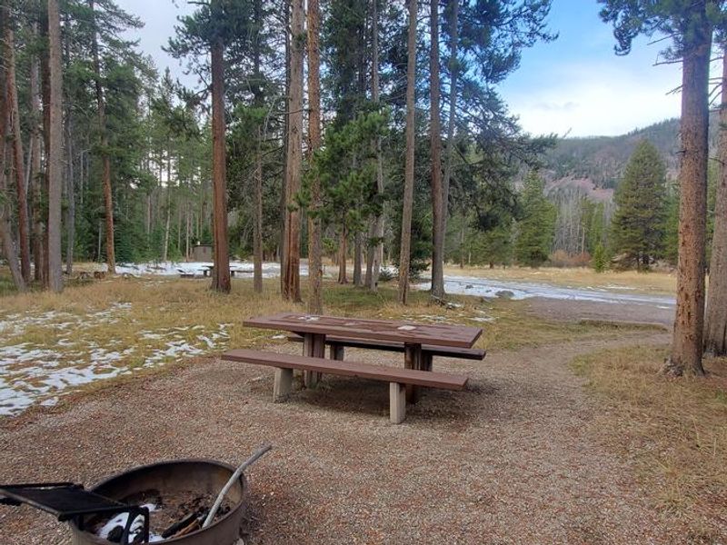 Campsite with picnic table and fire ring amid conifers