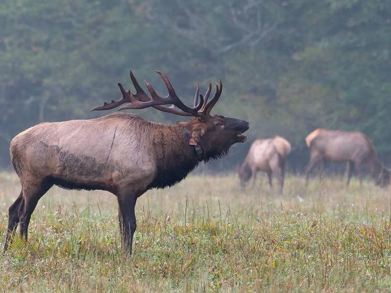 Elk
