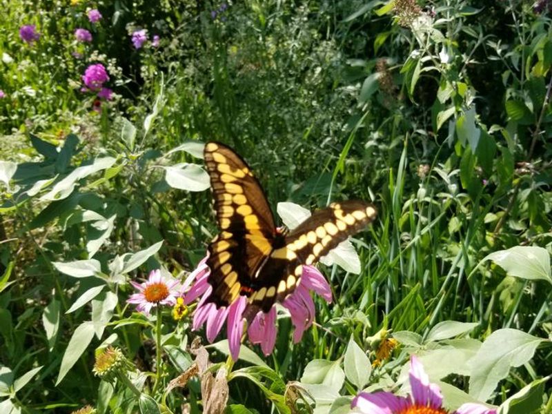Overlook Park features an active and well maintained butterfly garden