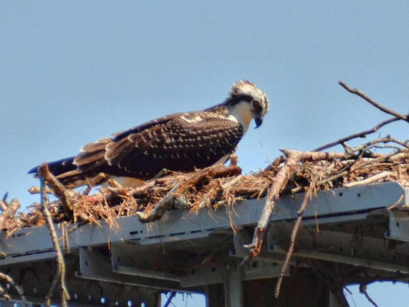Old 41 #3 Campground.  Osprey nest near campground boat ramp.