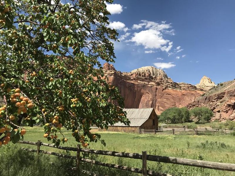 Orchards are the primary remnant of the town of Fruita, as well as a few buildings like the Pendleton Barn.