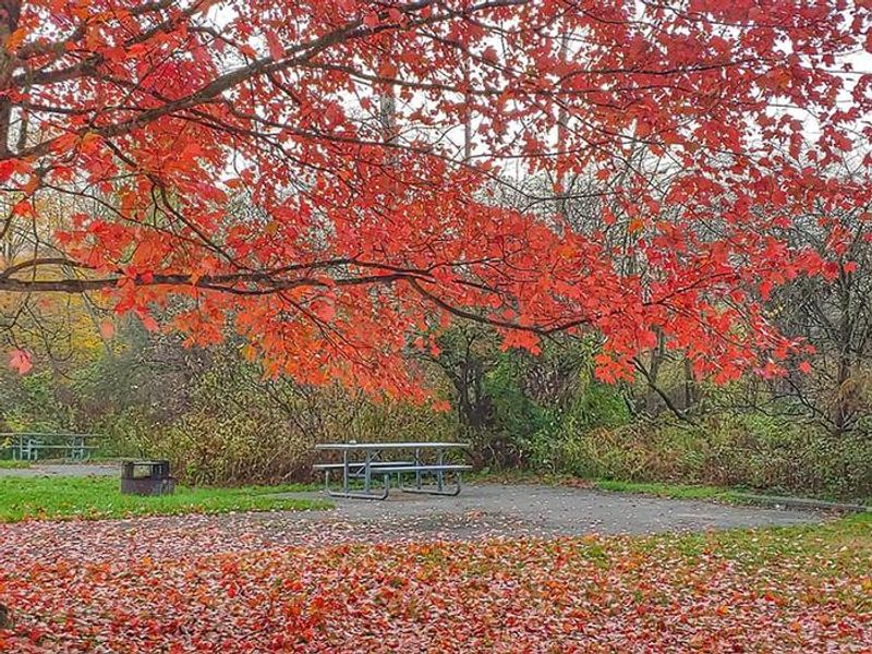Fall Leaves/Campsite