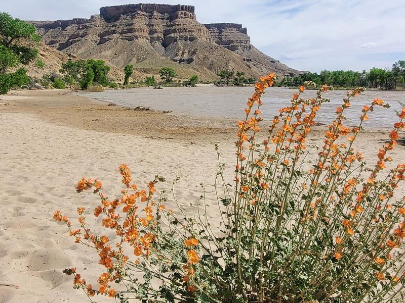 Orange flowers on the beach with the Green River, beach, and trees in the mid-ground and buttes in the background.