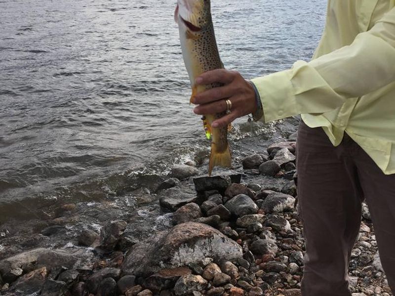 Superb Fishing in Dillon Reservoir