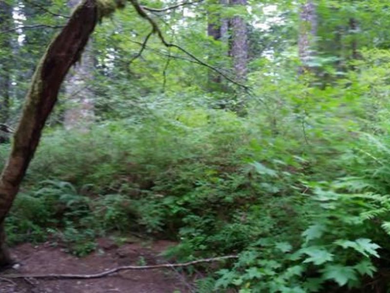 Moss Creek Campground