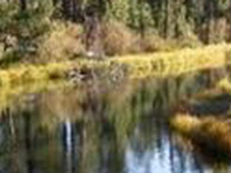 Fall River reflecting shoreline trees.