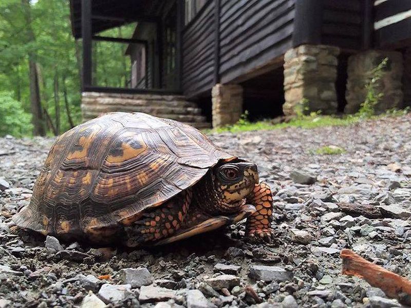 An Eastern box turtle walks in front of the Camp Misty Mount dining hall.  