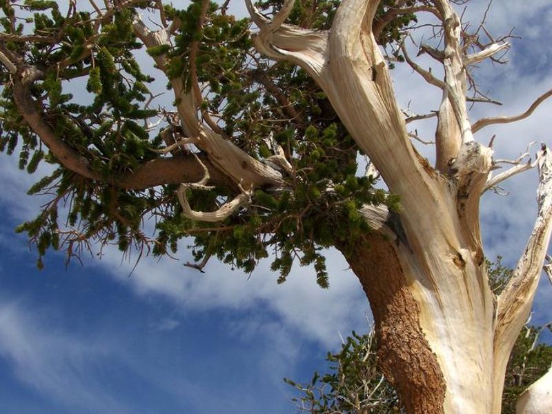 An ancient bristlecone reaches for the sky.