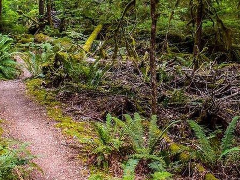 The Newhalem Creek Campground offers opportunities to explore old-growth forest along the Skagit River.