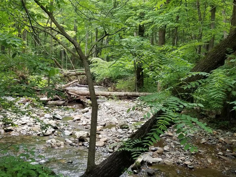 Shaded creek bed near Rock Castle Gorge Backcountry Campground.