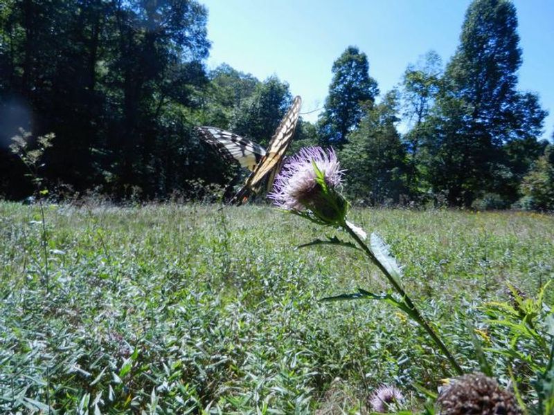 Wildflowers abound in this area, offering many photographic opportunities.