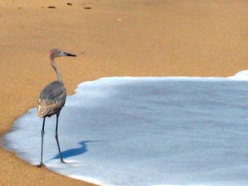 Canaveral National Seashore