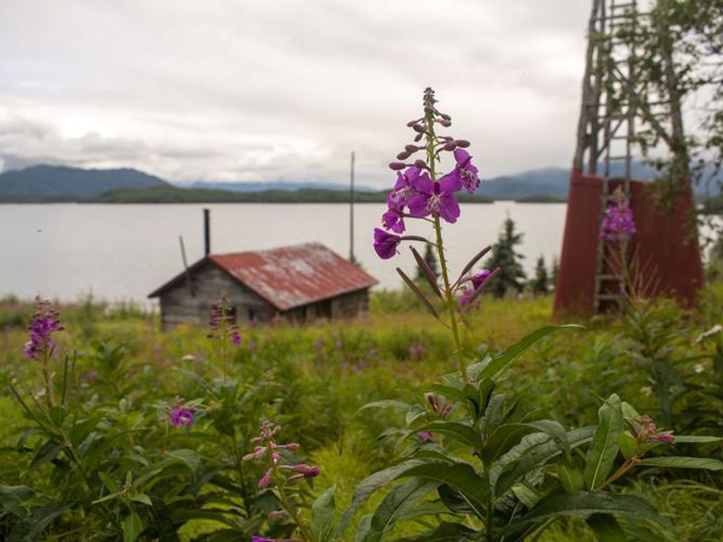 Fure's Cabin and windmill, located in the Bay of Islands, Naknek Lake.