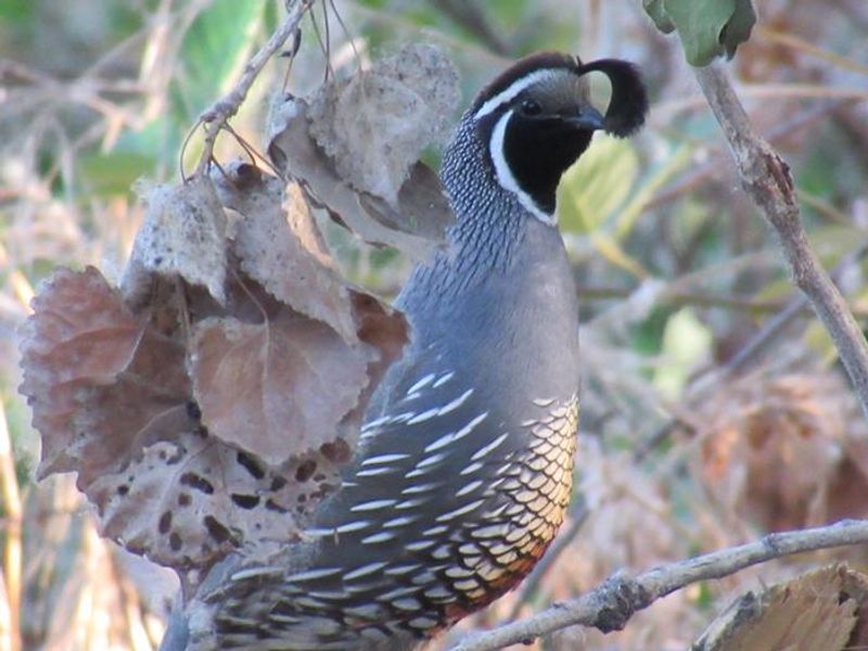 A California Quail wanders the trails at McHenry Avenue Recreation Area