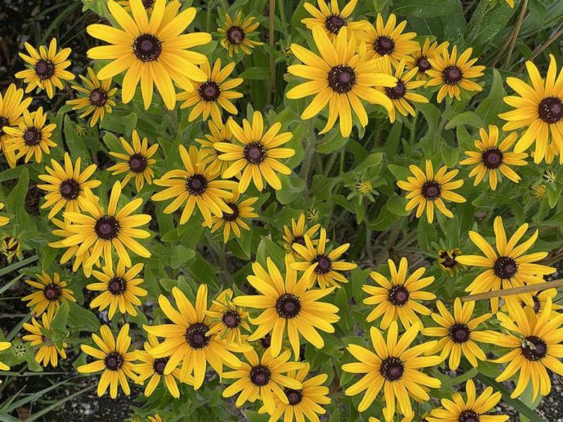 Black Eyed Susans bloom near Jamaica Bay
