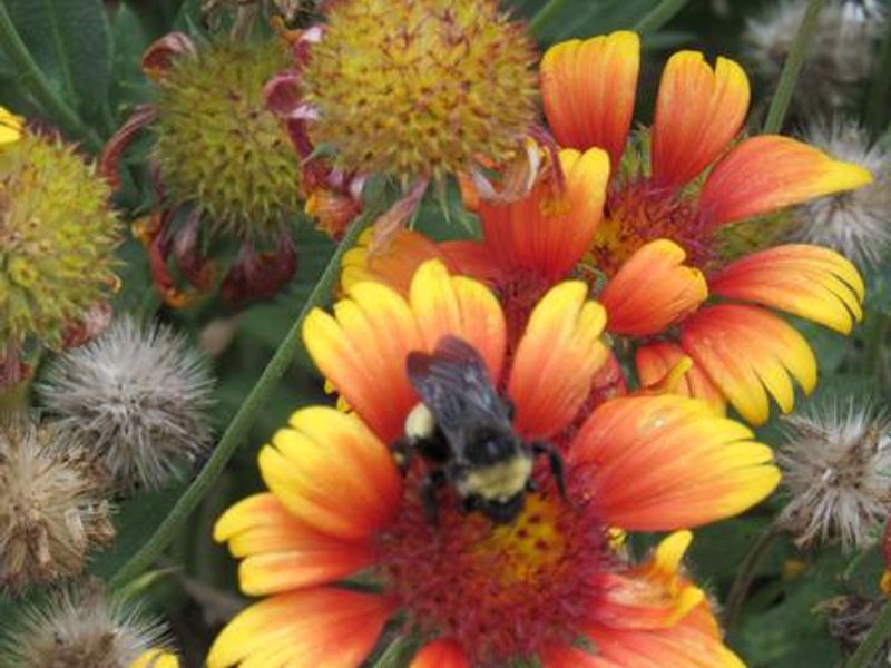 Butterfly garden at Washington Irving South.