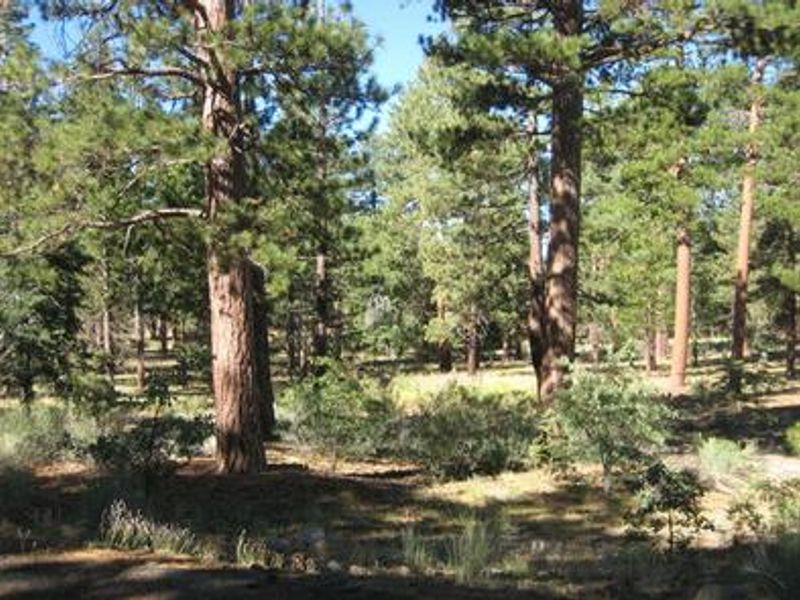 Shade and Pine Trees of the Lobo Group Campground