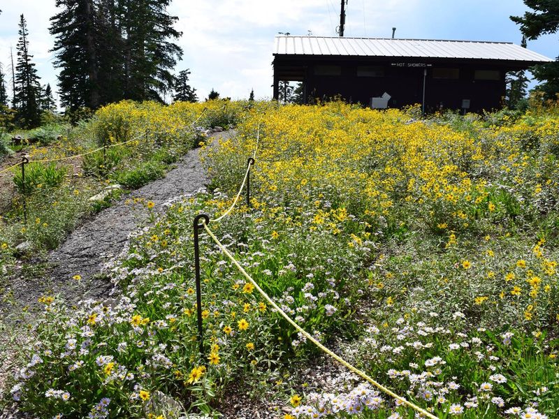 The path the the restroom and showers has beautiful wildflowers during the summer months. 