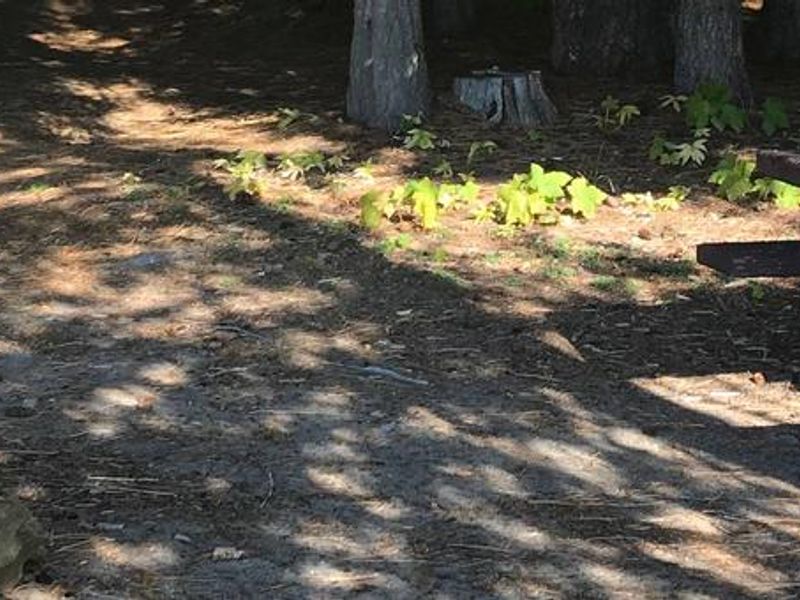 Little Cove Campground