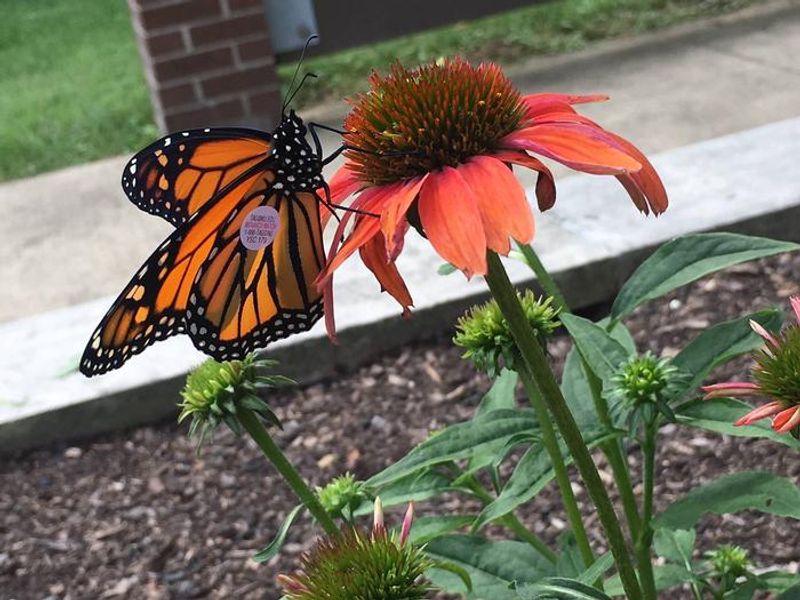 Recently tagged Monarch Butterfly resting on a Cone Flower