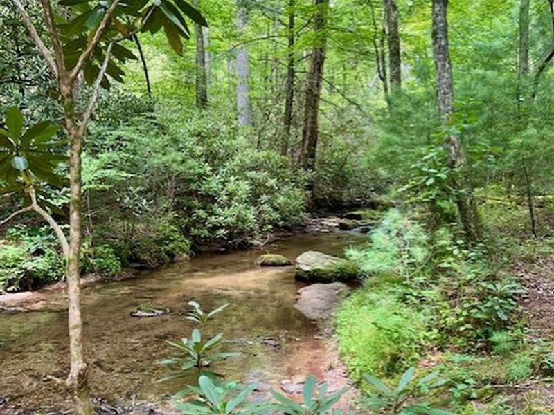 Cove Creek Near Campsites 7 & 8