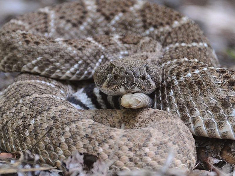 Rattlesnakes are common sightings during the warmer months of the years. Always watch were you step, sit, or pitch your tent!