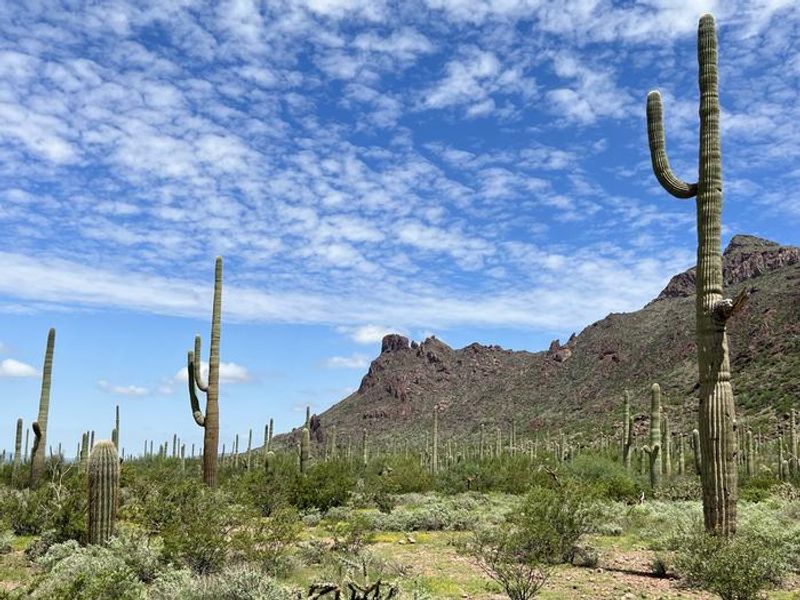 The view off to the north at Alamo Canyon Campground.