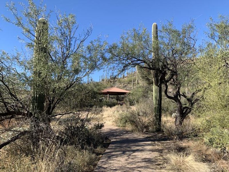 Paved path to Ramada 2, lined with endemic desert vegetation.