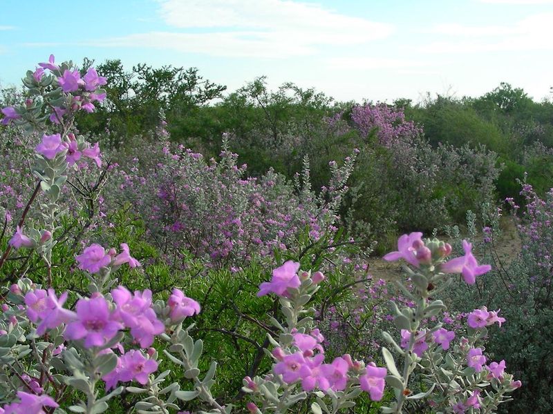Cenizo (Leucophyllum frutescens) aka "purple sage" in bloom