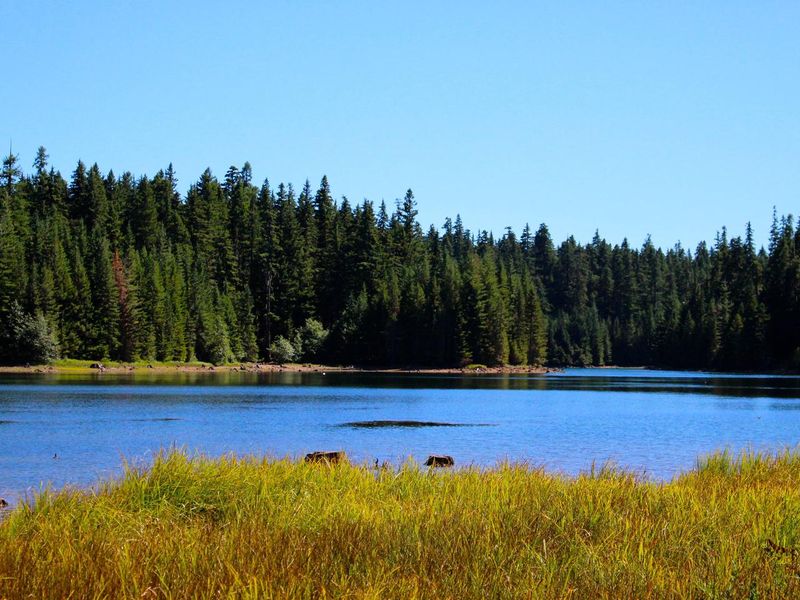 North Arm Campground is situated on a quiet cove of Timothy Lake