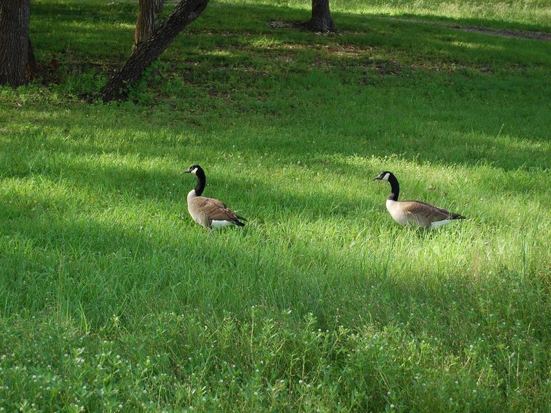 BEARD'S BLUFF PARK WILDLIFE