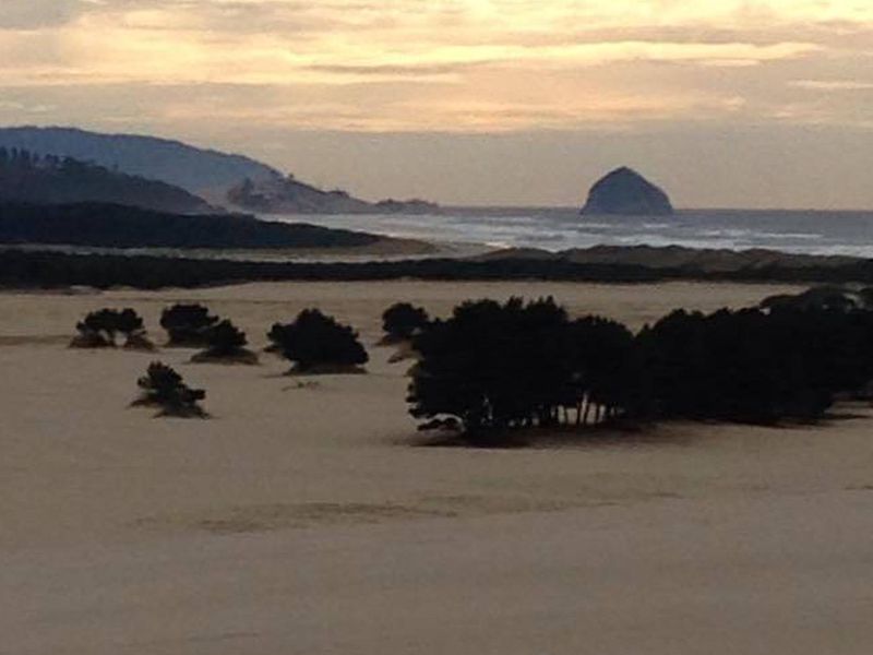 Wind swept trees on flat beach with fog bank over coastal hills in background.