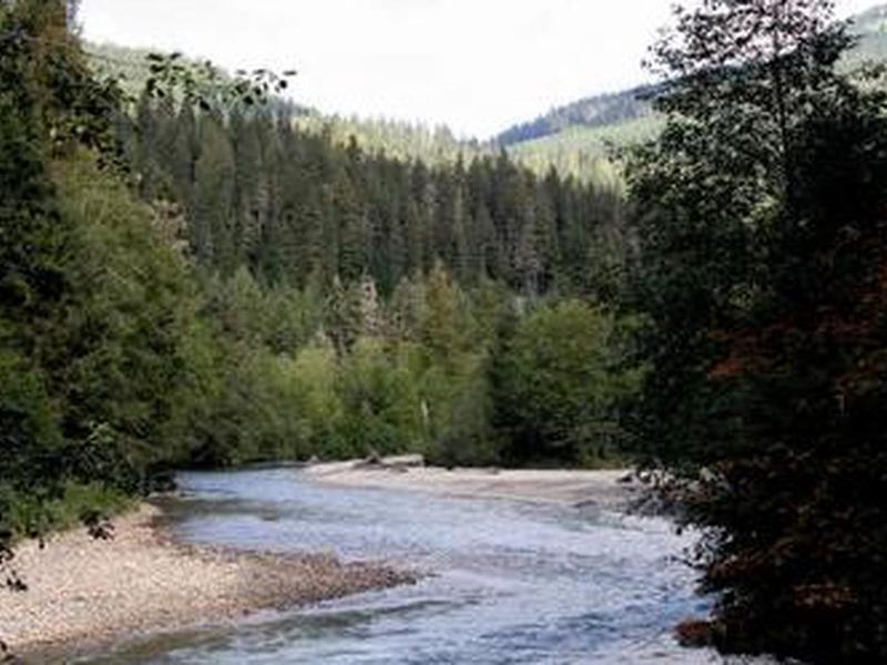Silver Fir river view