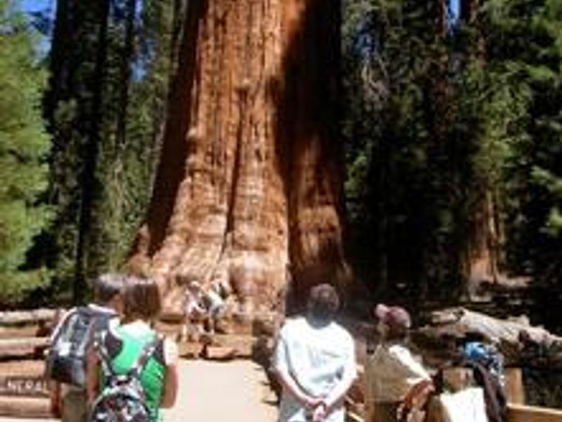 Park visitors looking up at the General Sherman Tree