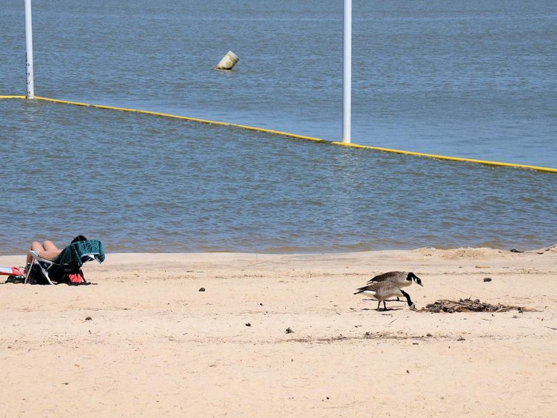 Galt's Ferry Day Use Swim Beach