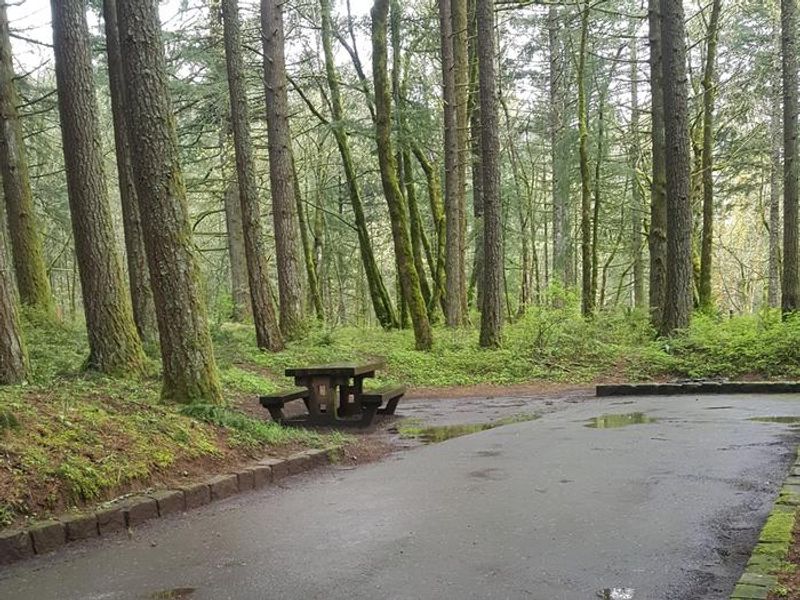 Typical site among Douglas-fir and maple trees