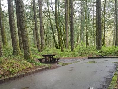 Typical site among Douglas-fir and maple trees