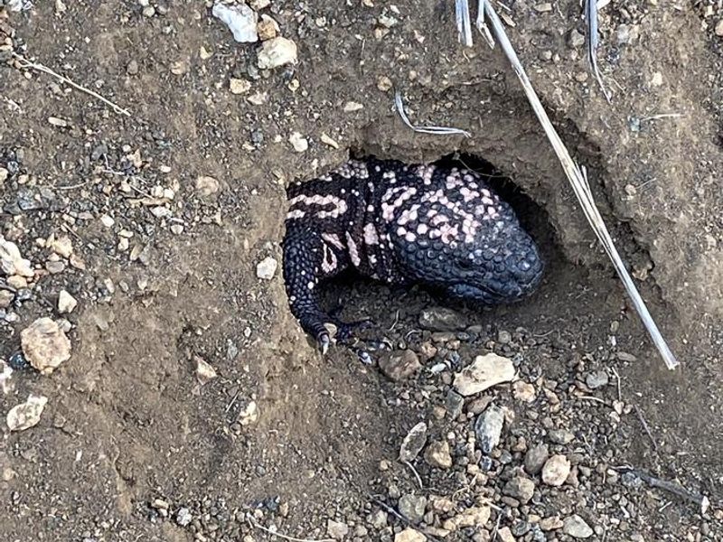 A Gila monster peers out from his den, startling hikers