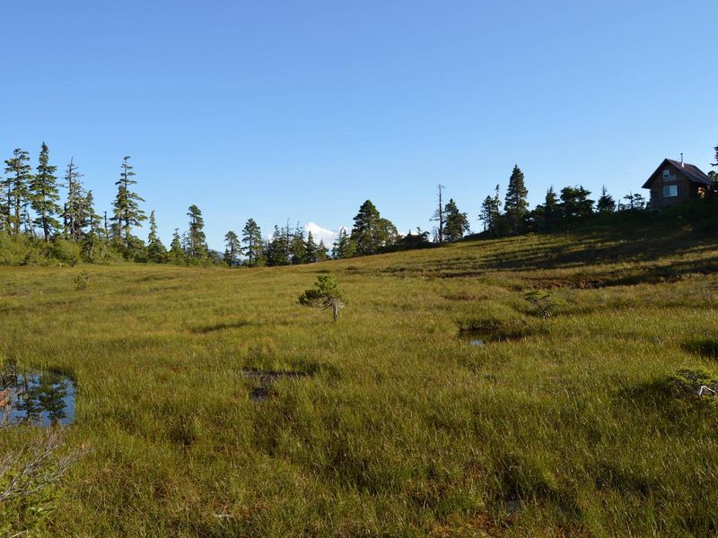 Muskeg behind the cabin