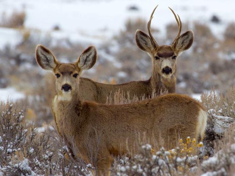 Wildlife in Curecanti National Recreation Area